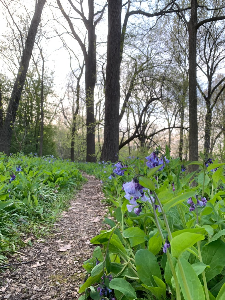 path through flowers in olin park